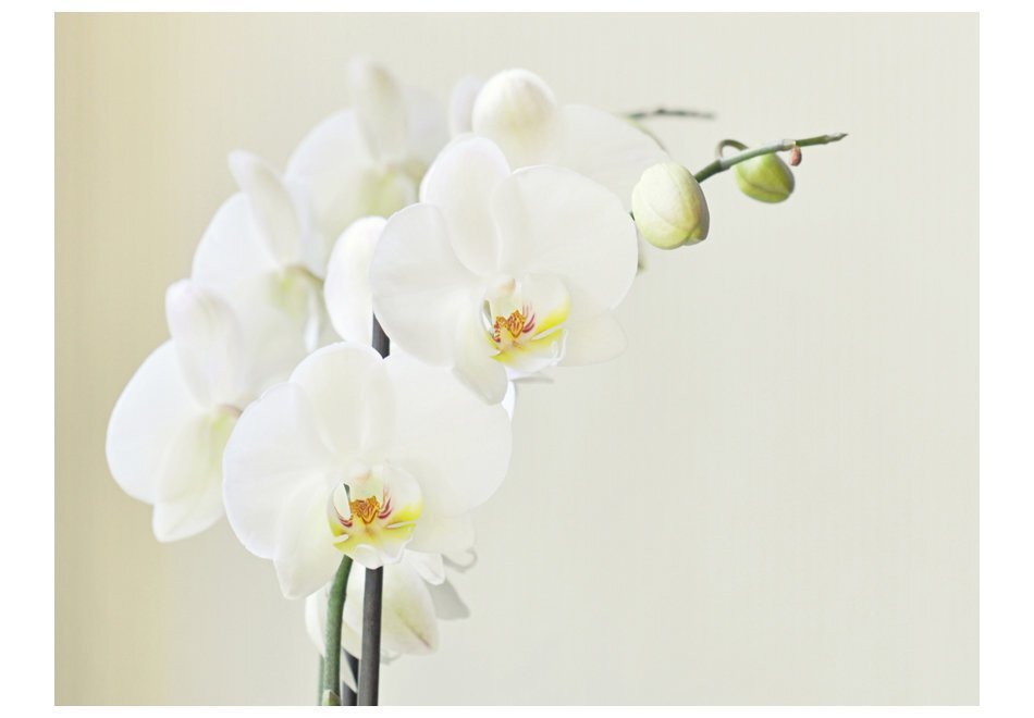 Fototapeet - White orchid цена и информация | Fototapeedid | kaup24.ee