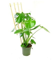 Bambusest taimehoidjad, 90 cm, 10 tk hind ja info | Vaasid, alused, redelid lilledele | kaup24.ee