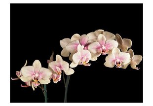 Fototapeet - Blooming orchid hind ja info | Fototapeedid | kaup24.ee