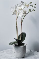 Bambusest tihvtid 35 cm, 4 mm, 100 tk цена и информация | Подставки для цветов, держатели для вазонов | kaup24.ee