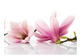 Fototapeet - Magnolia flower hind ja info | Fototapeedid | kaup24.ee