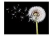 Fototapeet - Wind and dandelion hind ja info | Fototapeedid | kaup24.ee