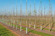 Bambuspulgad 180 cm 18/20 mm, 10 tk hind ja info | Vaasid, alused, redelid lilledele | kaup24.ee