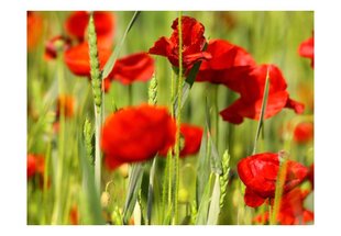 Fototapeet - Cereal field with poppies цена и информация | Фотообои | kaup24.ee