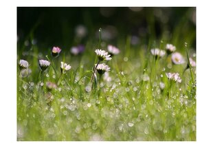 Fototapeet - Daisies with morning dew цена и информация | Фотообои | kaup24.ee