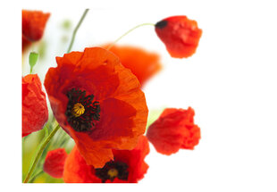 Fototapeet - Poppies on the wihite background hind ja info | Fototapeedid | kaup24.ee