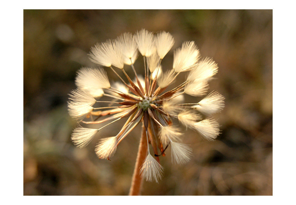 Fototapeet - Summer time - dandelion hind ja info | Fototapeedid | kaup24.ee