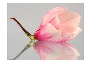 Fototapeet - A lonely magnolia flower цена и информация | Фотообои | kaup24.ee