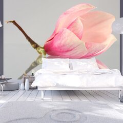 Fototapeet - A lonely magnolia flower цена и информация | Фотообои | kaup24.ee