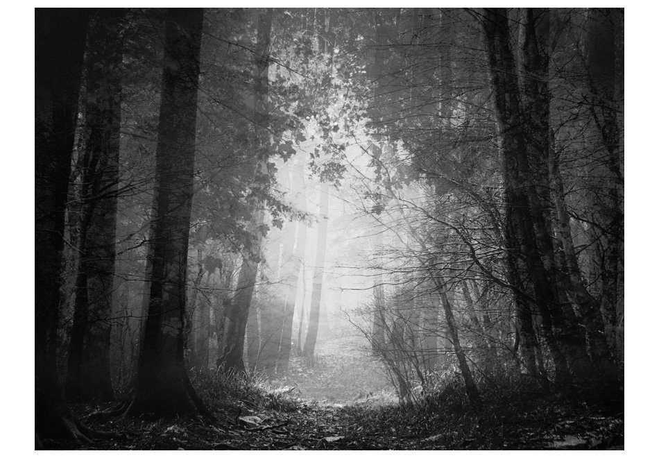 Fototapeet - Forest of shadows цена и информация | Fototapeedid | kaup24.ee