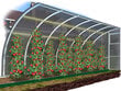 Kasvuhoone risttalad taimede tugevdamiseks, 8 m hind ja info | Kasvuhooned | kaup24.ee