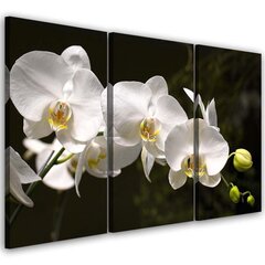 Репродукция из трех частей Белая орхидея цена и информация | Картины, живопись | kaup24.ee
