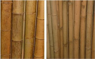Dekoratiivne bambus, 180 cm, 80-100 mm hind ja info | Vaasid, alused, redelid lilledele | kaup24.ee