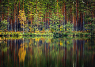 Pusle Purple Witty Fox Mārtiņš Plūme Latvia, Garezeri, 1000 d. hind ja info | Pusled | kaup24.ee