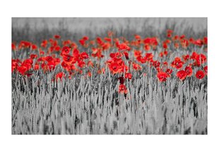 Fototapeet - Red poppies on black and white background hind ja info | Fototapeedid | kaup24.ee