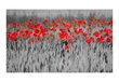 Fototapeet - Red poppies on black and white background цена и информация | Fototapeedid | kaup24.ee