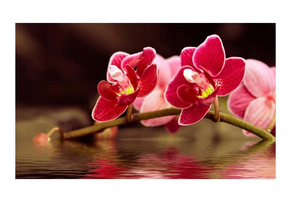 Fototapeet - Beautiful orchid flowers on the water hind ja info | Fototapeedid | kaup24.ee