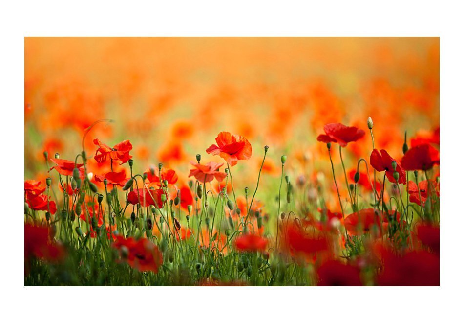 Fototapeet - Poppies in shiny summer day hind ja info | Fototapeedid | kaup24.ee