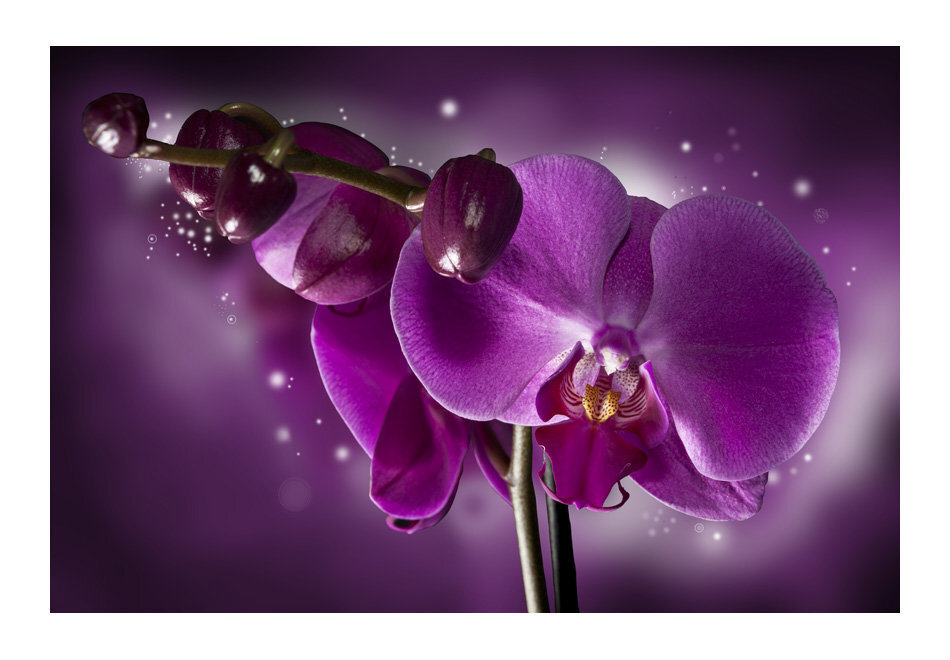 Fototapeet - Fairy tale and orchid hind ja info | Fototapeedid | kaup24.ee