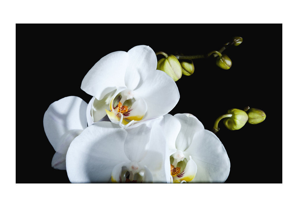 Fototapeet - Phalaenopsis hind ja info | Fototapeedid | kaup24.ee