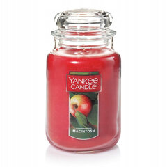 Lõhnaküünal Yankee Candle suur purk Macintosh, 623g hind ja info | Küünlad, küünlajalad | kaup24.ee