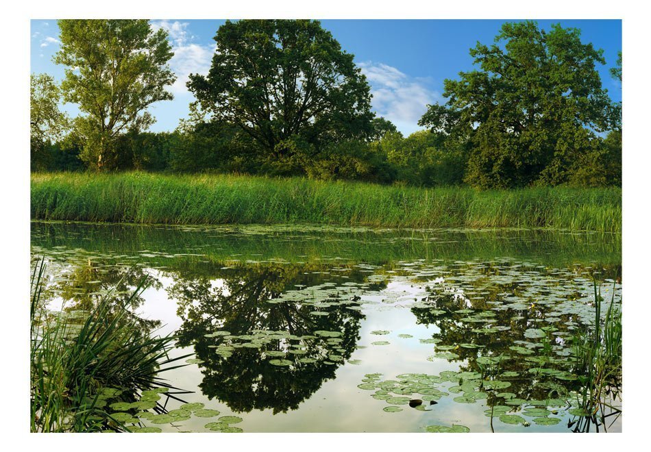 Fototapeet - The Magic Pond цена и информация | Fototapeedid | kaup24.ee