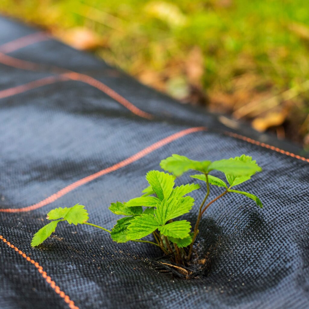 Agrotekstiil umbrohu vastu Springos AG0028, 70g/m2, 0,8x50m hind ja info | Aiatööriistad | kaup24.ee