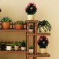 Mitmetasandiline puidust riiul lilledele ja taimedele eMomo, 125cm hind ja info | Vaasid, alused, redelid lilledele | kaup24.ee