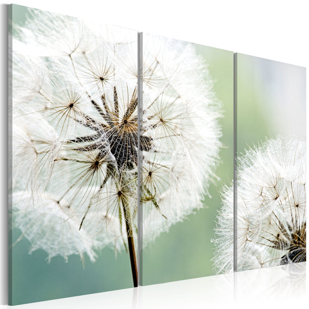 Maal - Fluffy dandelions hind ja info | Seinapildid | kaup24.ee