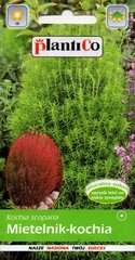 Kohya seemned PlantiCo hind ja info | Lilleseemned | kaup24.ee
