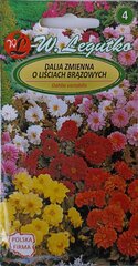 Daalia pruunide lehtedega W. Legutko цена и информация | Семена цветов | kaup24.ee