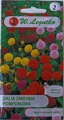 Daalia pomponette W. Legutko цена и информация | Семена цветов | kaup24.ee