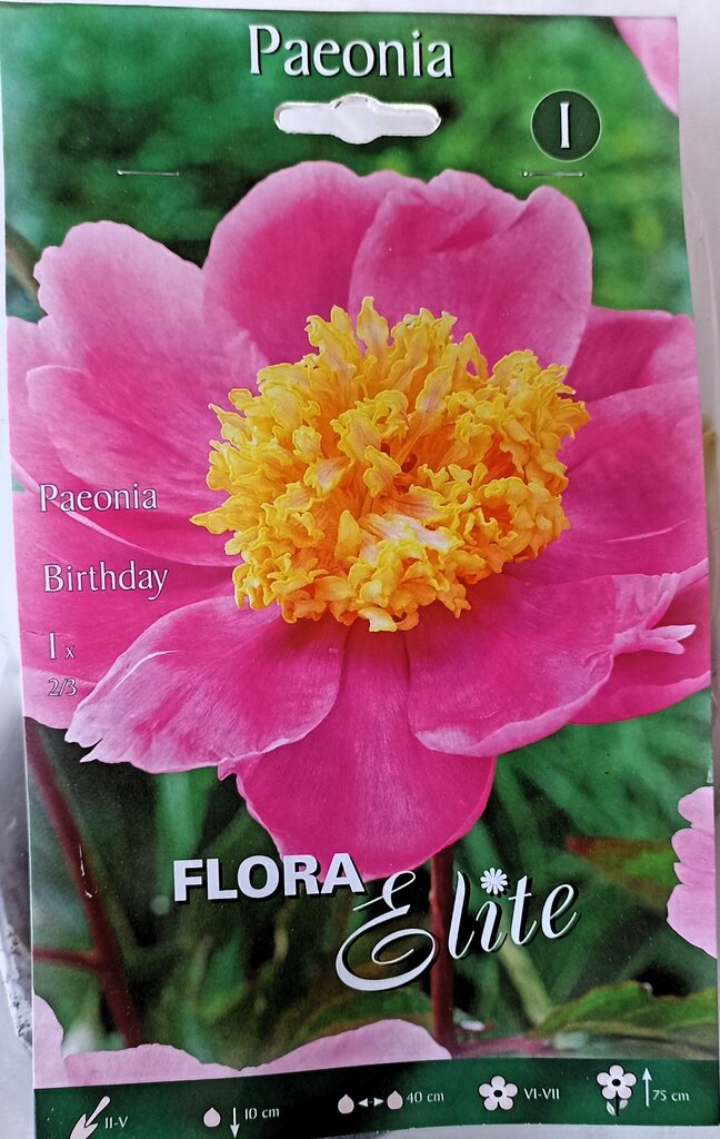 Pojeng Birthday Flora Elite hind ja info | Lillesibulad | kaup24.ee