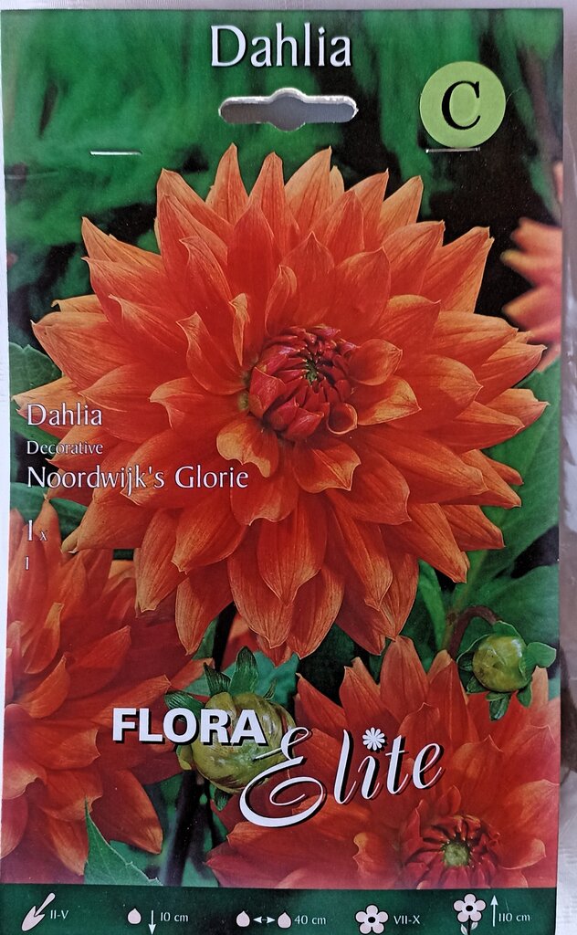 Daalia Noordwijk's Glorie Flora Elite hind ja info | Lillesibulad | kaup24.ee