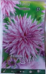 Георгина Hy Trio Flora Elite цена и информация | Ранункулюс (Лютик) азиатский, белый, 10 шт. | kaup24.ee