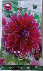 Daalia Mero Star Flora Elite hind ja info | Lillesibulad | kaup24.ee