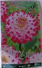 Daalia Senior's Dream Flora Elite hind ja info | Lillesibulad | kaup24.ee