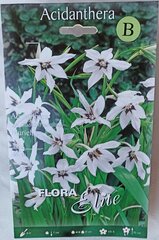 Acidantera (Acidanthera Murielae) Flora Elite hind ja info | Lillesibulad | kaup24.ee