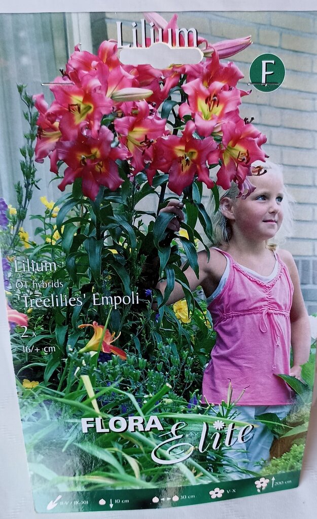 Liiliad OT 'Treelilies' Empoli, 2 tk Flora Elite hind ja info | Lillesibulad | kaup24.ee