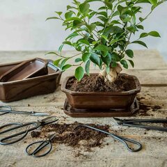 Bonsai puu lõikekäärid цена и информация | Садовые инструменты | kaup24.ee