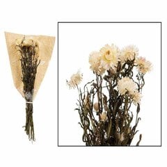 Kuivatatud lilled Helichrysum 60 cm hind ja info | Kunstlilled | kaup24.ee
