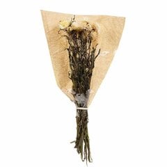 Kuivatatud lilled Helichrysum 60 cm hind ja info | Kunstlilled | kaup24.ee