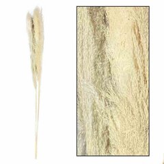 Pampasrohi ecru 150 cm 3 tk Komplekt 3 oksa kuivatatud, kohevat pampasrohtu, naturaalne, hele ecru värvi, 150 cm pikkune. hind ja info | Kunstlilled | kaup24.ee
