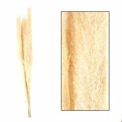 Jaxx kreemjas pampasrohi 160 cm Komplekt 3 oksa kuivatatud pampasrohtu naturaalset, pleegitatud värvi, 140-160 cm pikkune. hind ja info | Kunstlilled | kaup24.ee