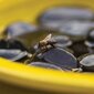 Mesilaste ja liblikate jootja Esschert Design, kollane hind ja info | Pesakastid, söötjad ja puurid | kaup24.ee