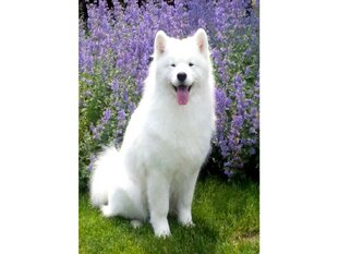 Teemantmosaiik Samoyed 30x40cm hind ja info | Teemantmaalid, teemanttikandid | kaup24.ee