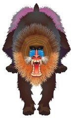 Tuulelohe WNS Rainforest 44x28" Nylon Mandrill hind ja info | Tuulelohed ja tarvikud | kaup24.ee