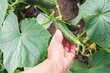 Mini tomatikasvatussilindrid, 25 tk. цена и информация | Kasvuhooned | kaup24.ee