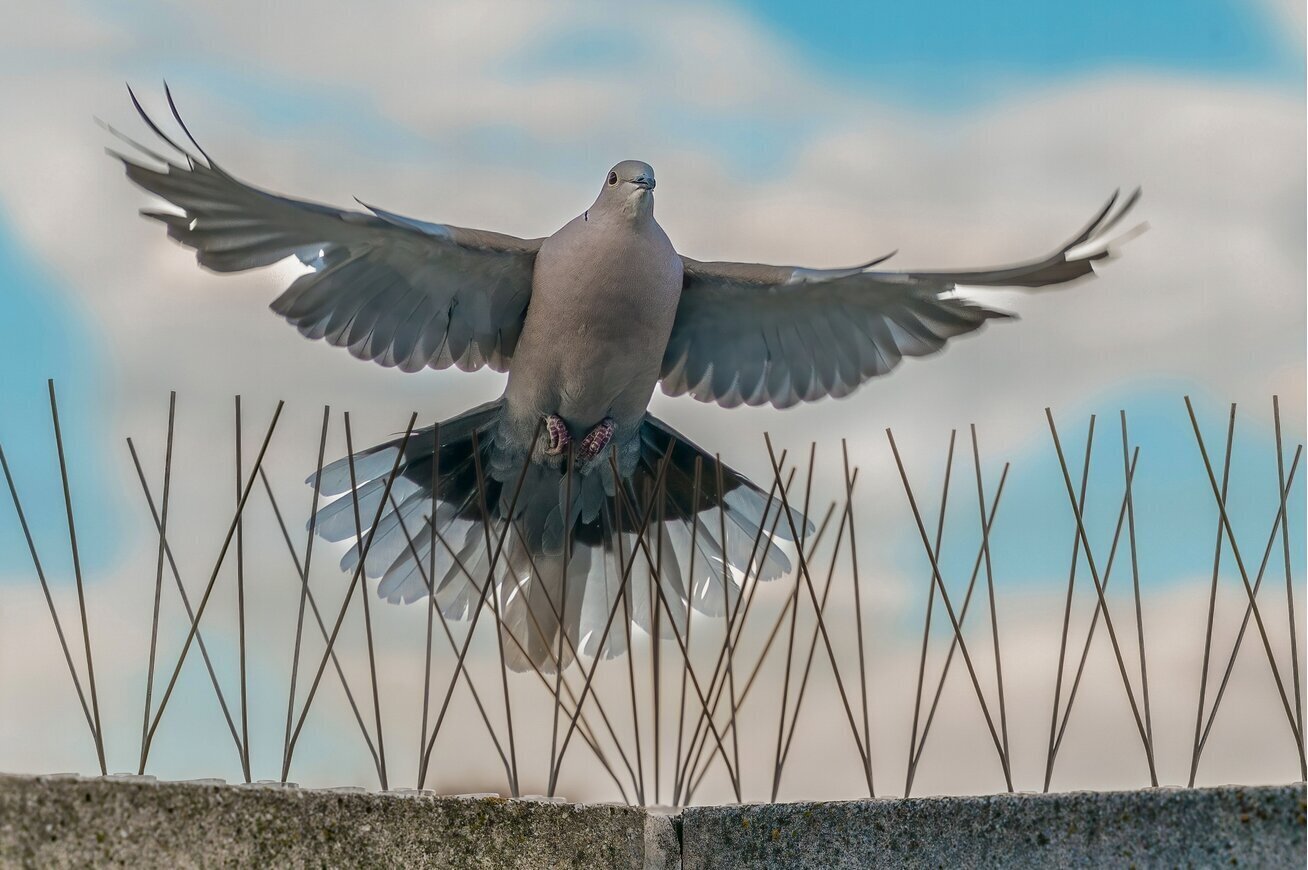 Lindude piigid Anti-Bird6, 1 tk hind ja info | Närilised, mutid | kaup24.ee