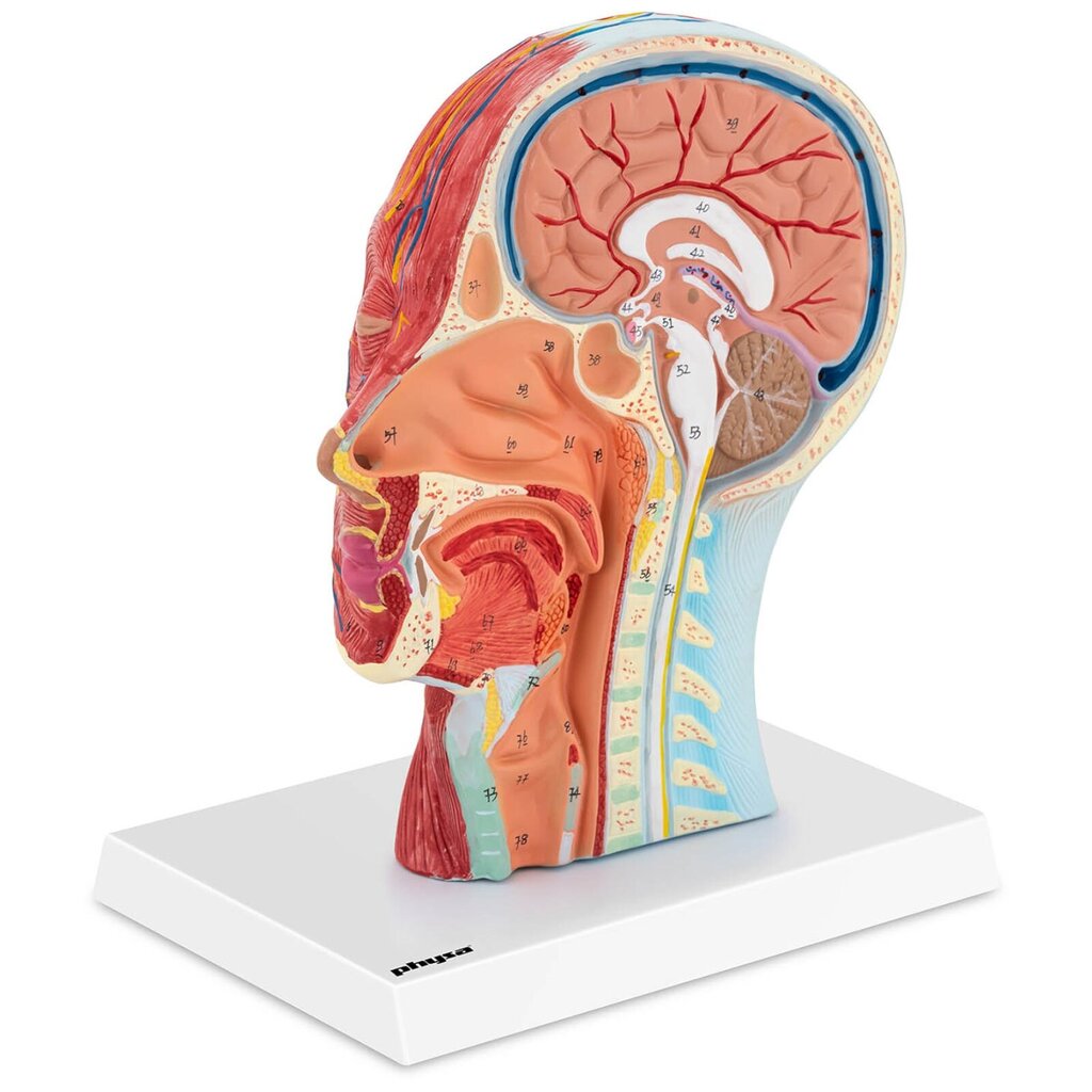 Inimese pea ja kaela 3D-anatoomiline mudel, mõõtkavas 1:1 10118991 цена и информация | Arendavad mänguasjad | kaup24.ee